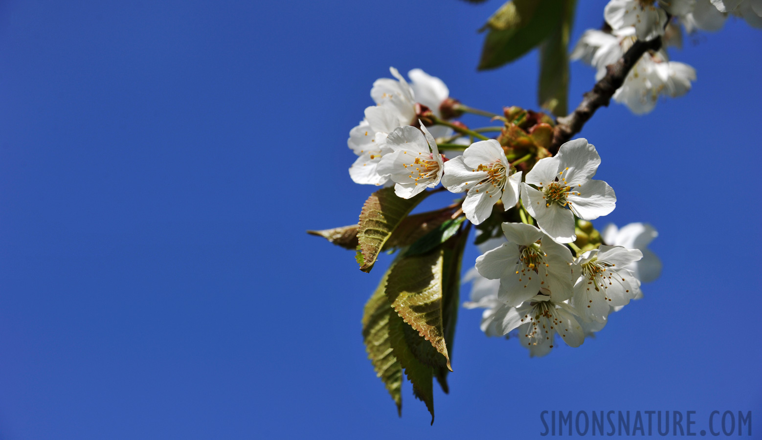 Kirschblüten [125 mm, 1/640 Sek. bei f / 7.1, ISO 200]